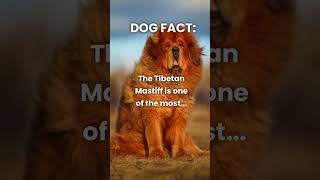 Did you know this about the Tibetan Mastiff?  #shorts #dogs #dogfacts #dog #doglover #dogshorts