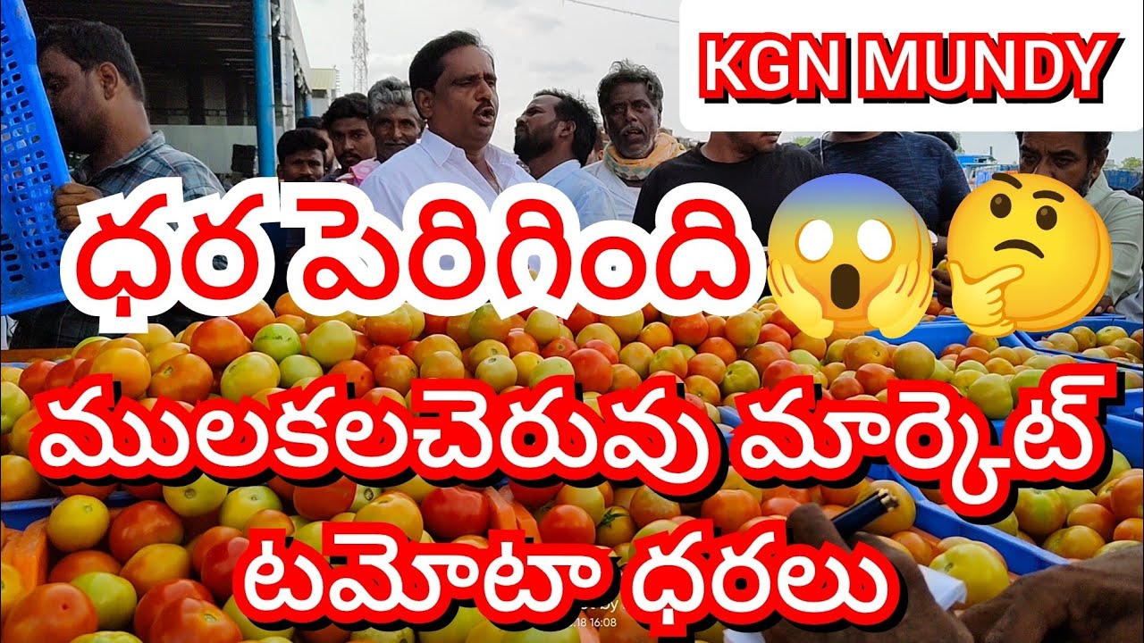 03-03-26 MULAKALACHERUVU tomato market prices today Today tomato market prices in MULAKALACHERUVU