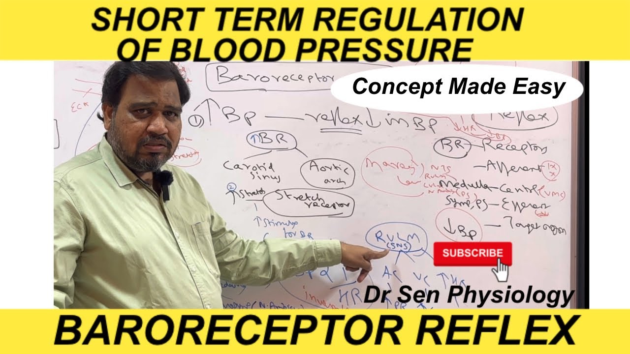 Short Term Regulation of Blood Pressure-Baroreceptor Reflex - YouTube