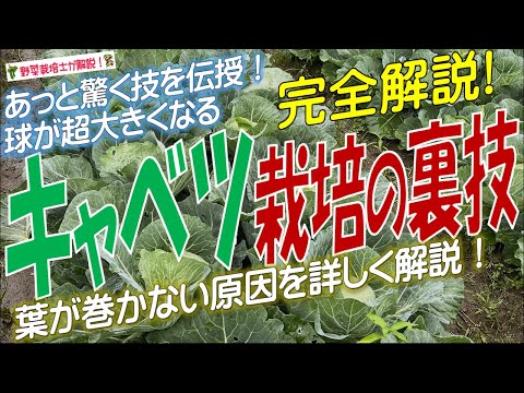 ルビーボールキャベツの育て方と絶品レシピを徹底解説