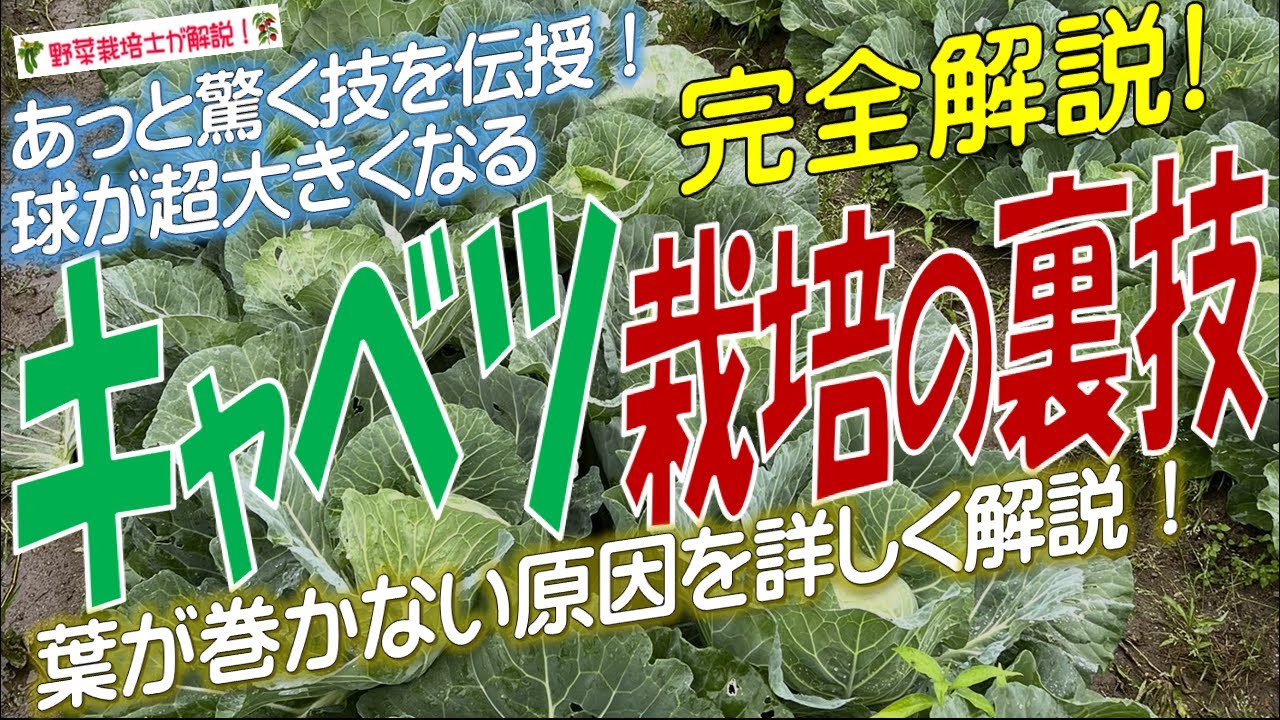 キャベツ栽培の裏技（失敗なし！大きな球に育てる）栽培を大成功へ導くあっと驚く技を伝授！