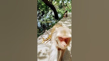 Monkey Madness: Biscuit Chase Adventure! | #shorts #short