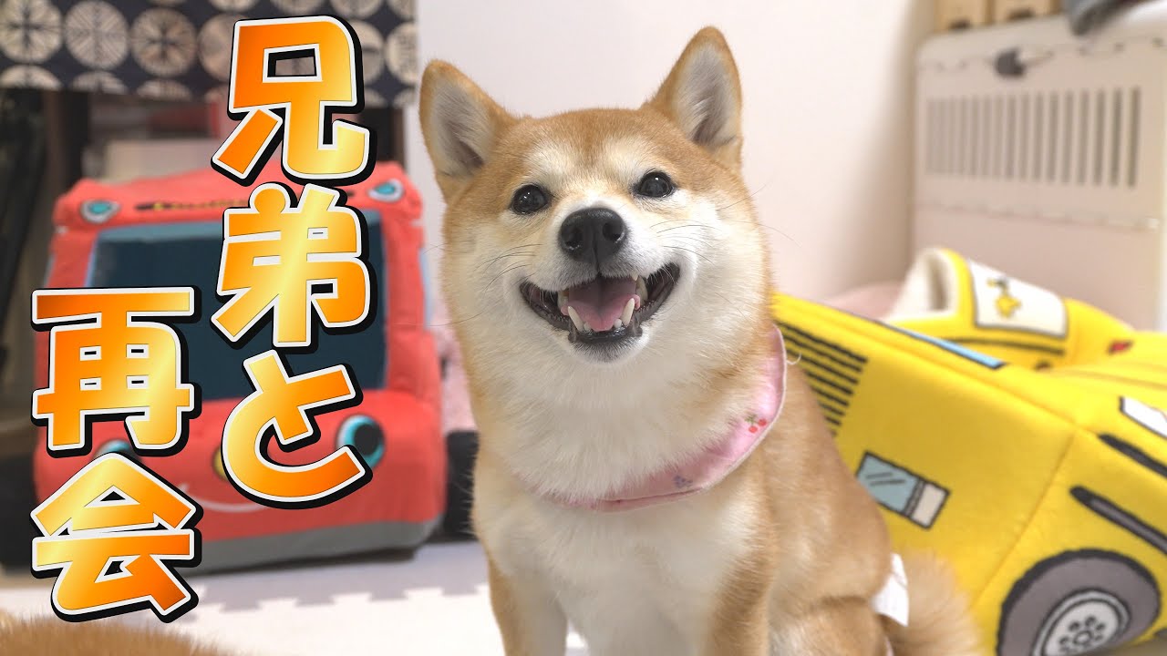 I was reunited with my Shiba Inu siblings for the first time in