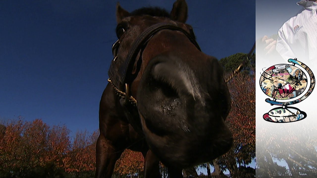 The Making of A Thoroughbred