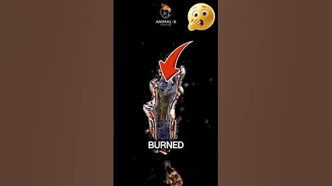 Top 3 Animals That Can’t Be Burned! 🔥😱 #facts #animals #shorts