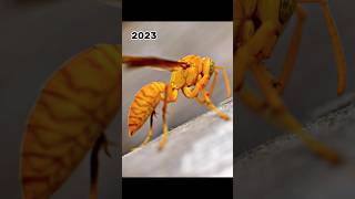 2023 paper wasp and 5000 bce paper wasp || mythical biology|| #mythology #shorts
