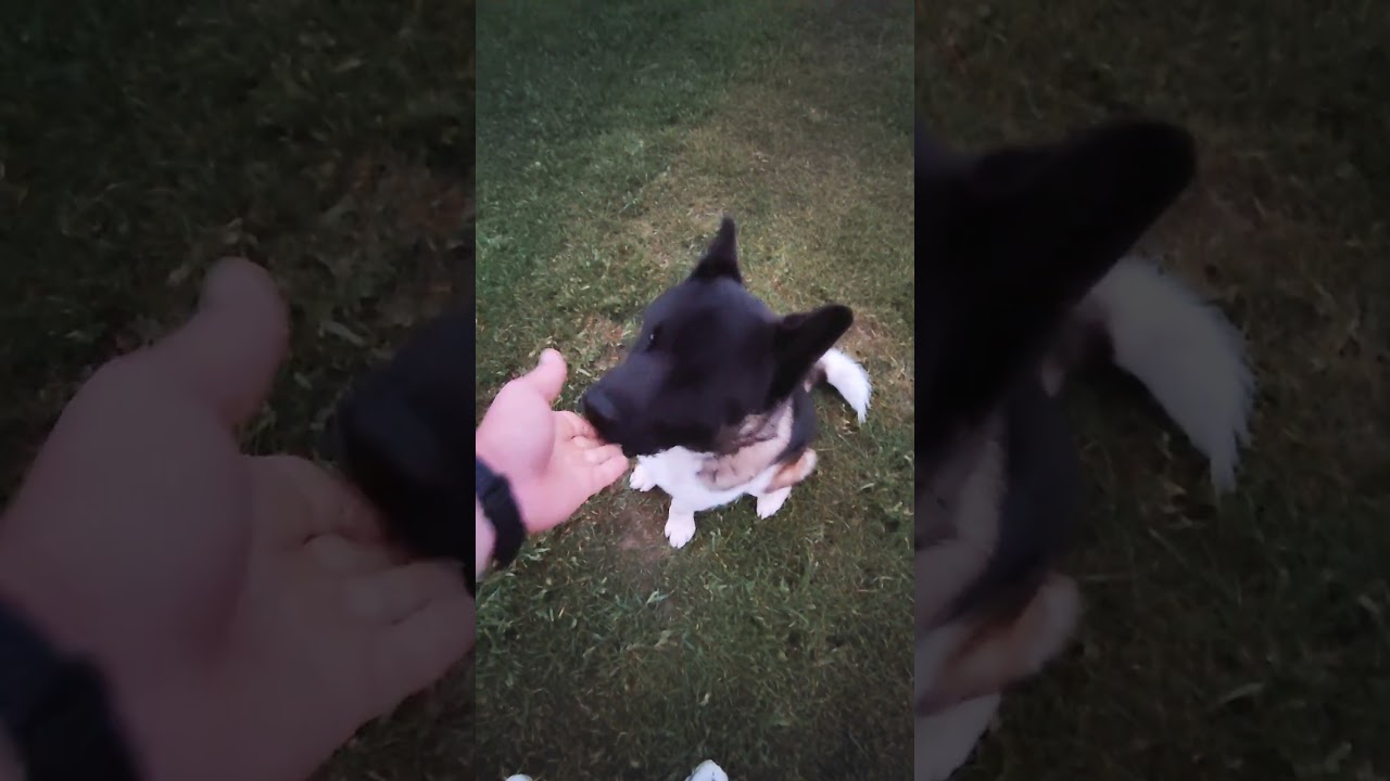 Американская акита учится командам «подзыв» и «сидеть»