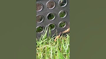 Kid caught Squirrel in a homemade Bird trap￼!!!!!!!!!!!!!!!!!!!￼