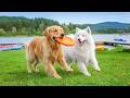 12 Hours of Dog Relaxation Music 🐕 Relaxing Music for Dogs 🎬 Better Rest for Nervous Dogs