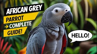 🦜 African Grey Parrot – Everything You Need to Know! (Care, Diet, Training & More)