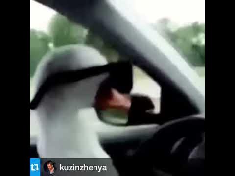Гусь в очках за рулем