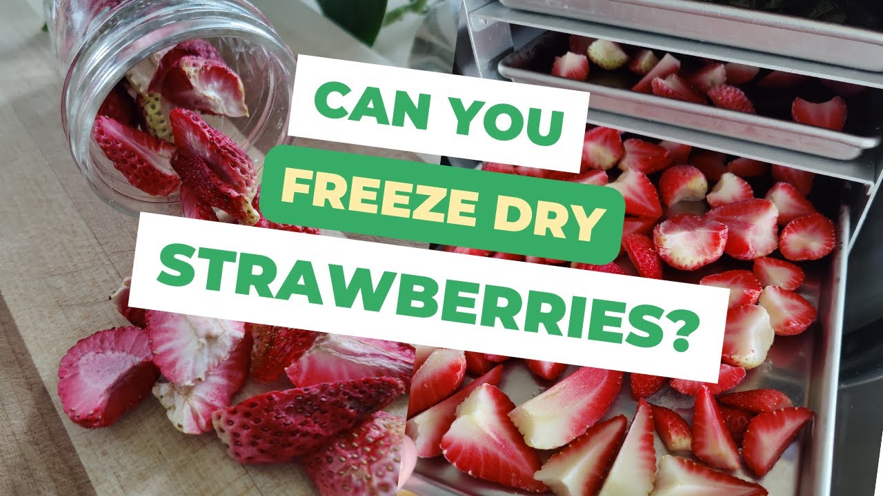 DIY Freeze Dried Strawberries At Home The Best Treat YouTube diy-freeze-dried-strawberries-at-home-the-best-treat-youtube