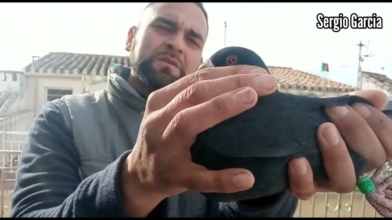 Manuel Muñoz nos Cuenta, Describe y Enseña la raza de palomo Buchón que cría. Raza poco Conocida