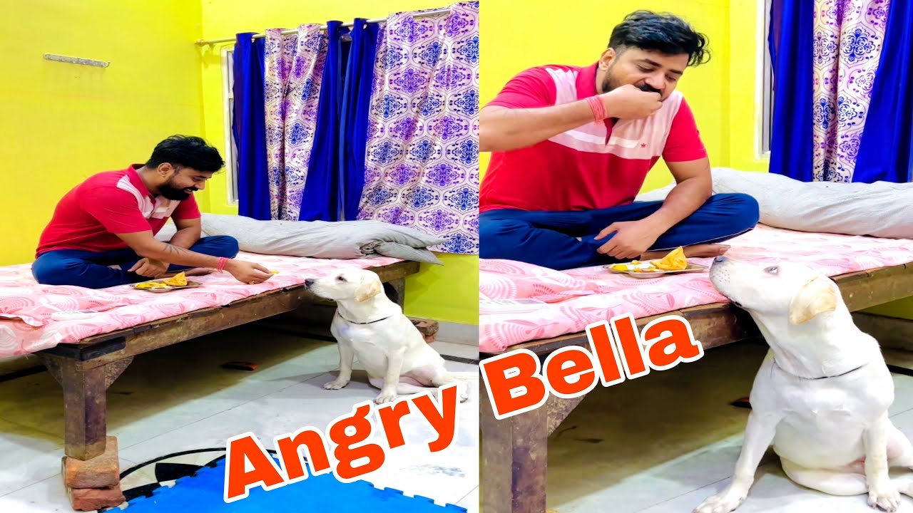 Cute Baby Dog Bella 😍 #doglover #animalcare #live #trending