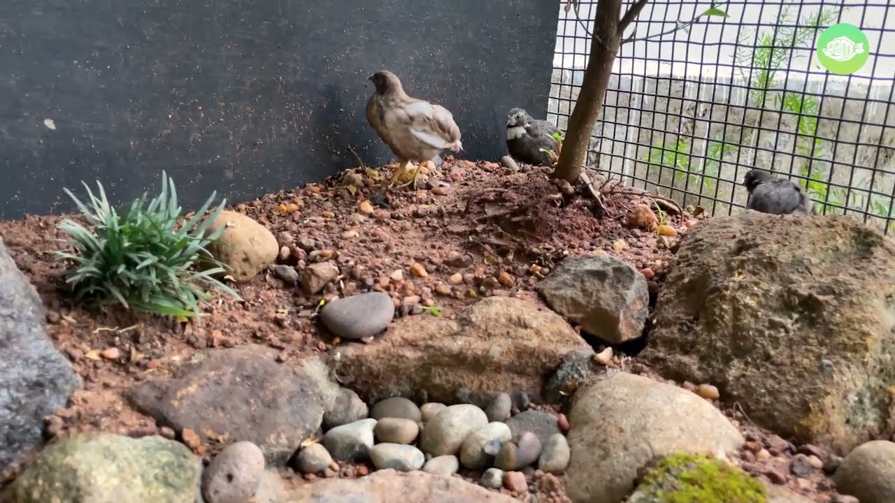 കിളിക്കൂട്ടിലെക്കു കുഞ്ഞു കാടകളെ വാങ്ങിച്ചു Aviary Button quail Natural