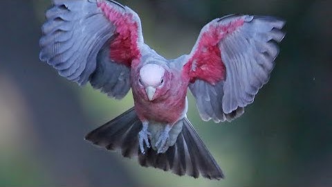 Galah