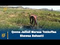 Qonna Jallisii Marsaa Tokkoffaa Shawaa Bahaatti