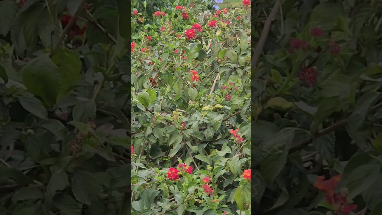 Hummingbirds are hard to record XD LOL