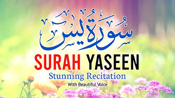 🔴live 036 Surah Yaseen Full With Arabic HD Text | سورة یس | Panipati Tilawat