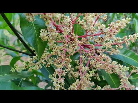 Super Julie mango tree in full bloom