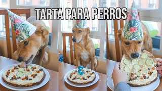 Cómo hacer una tarta para perros #shorts