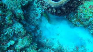 Moray Eel eating Lion Fish for dinner.