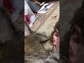 耳たぶ好きなくぅちゃん