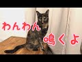 発情始まっちゃったつむぎさん〜おもちゃで遊ぶ姉妹付き〜