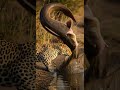 River Monster Catfish attack wild leopard! Unbelievable river showdown #catfish #wildlife #nature
