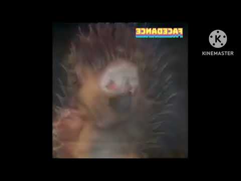 All Preview 2 Booba Deepfake 