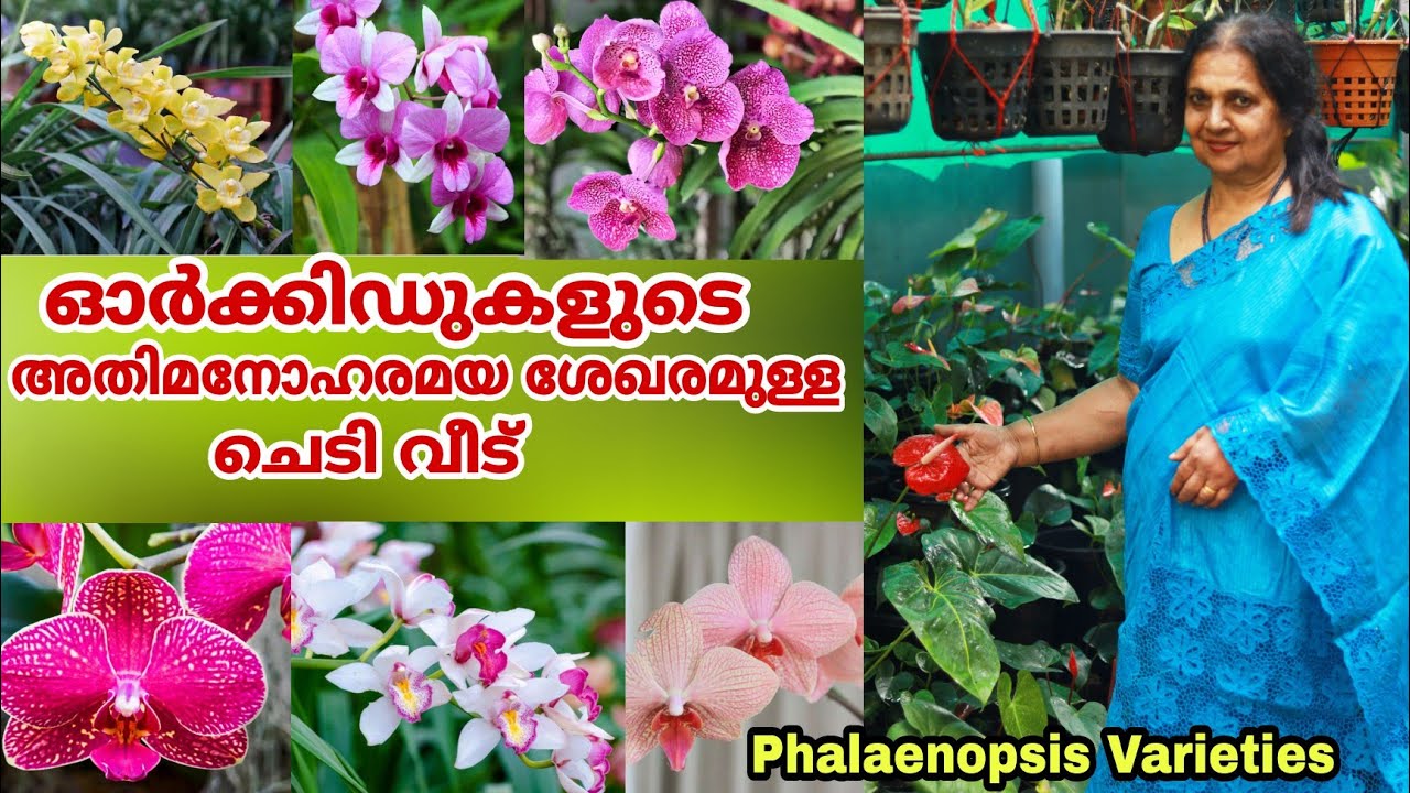 കോട്ടയത്തെ അതിമനോഹരമായ ഓർക്കിഡ്,അന്തുറിയാം കളക്ഷൻ || Garden Tour Malayalam || Farm Stories