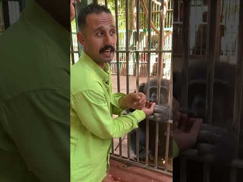 القرد الشمبانزي