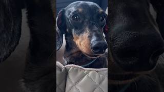 MINI DACHSHUND DOESN’T LOSE FACE !