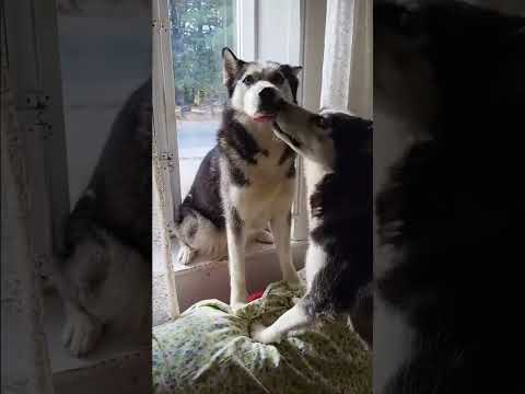 Video: ¿Los perros se enamoran de otros perros?