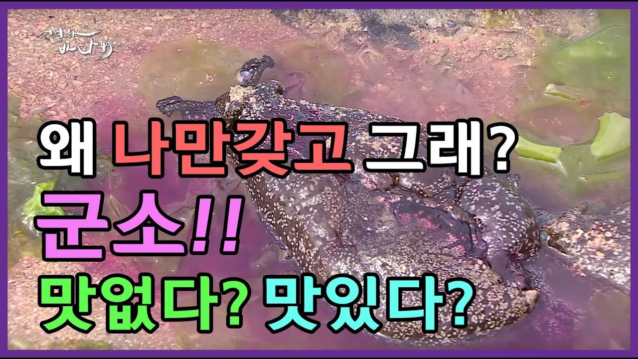 바다의 보랏빛 보물 '군소'(바다달팽이) [어영차바다야]
