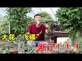 【養養養花花花】大花“飛碟”突然斷掉了，晾它3個月，栽上就生根，明年繼續開爆