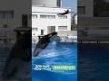 スカイロケット　2026.5.18 14:00パフォーマンス　#神戸須磨シーワールド#オルカ#orca#ラン#Ran#スカイロケット