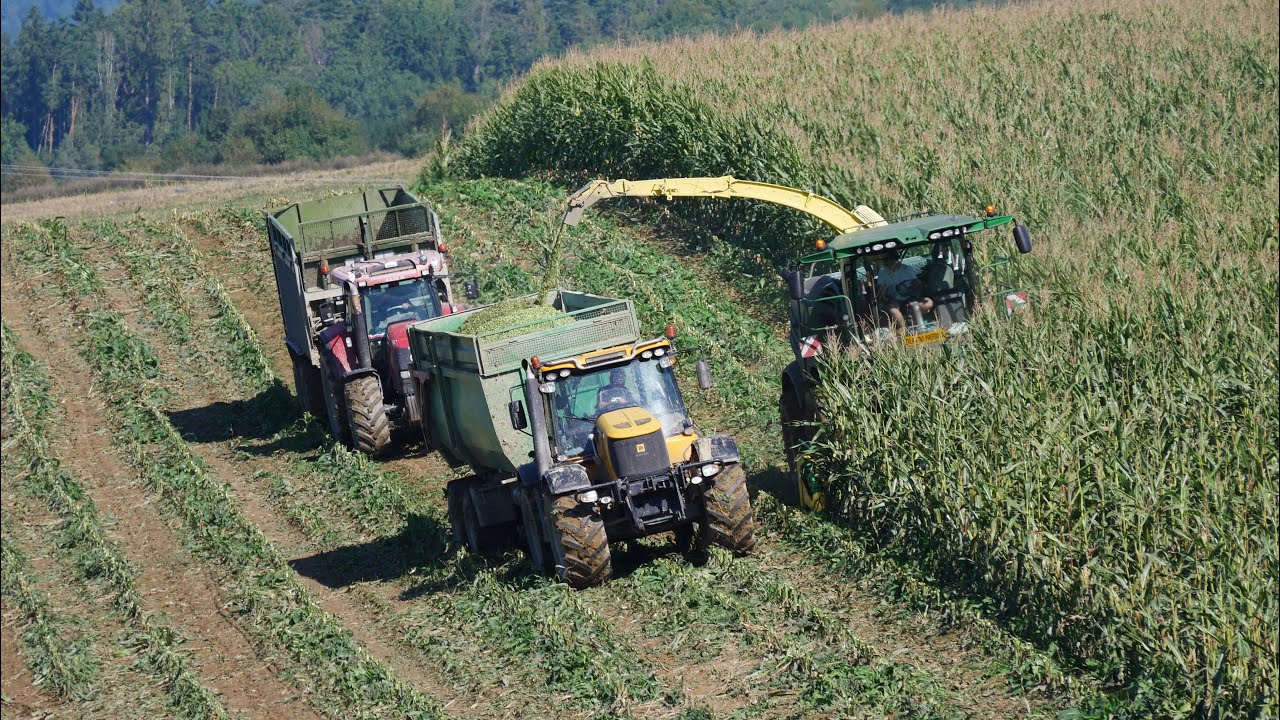 Siláže kukurice na svahovitom poli (2025) | John Deere, Case IH, JCB, Tatra