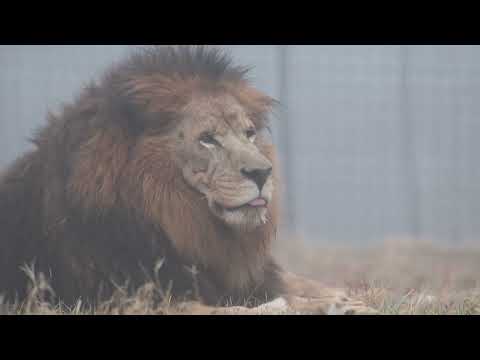 Chief's Journey | A Lion with Addison's Disease