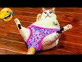 君が笑ったら君の負け😂🤣 2025年の最も面白い犬と猫たち😻🐶