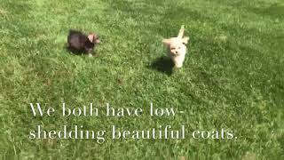 Miniature Cockapoo & Schnoodle Puppies For Sale near Greensboro NC