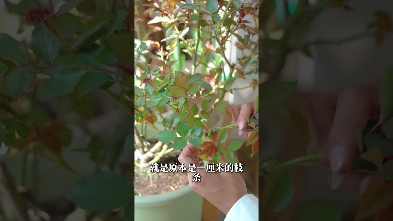 月季强笋冒不停，教你两招吃遍天【天狼说月季】