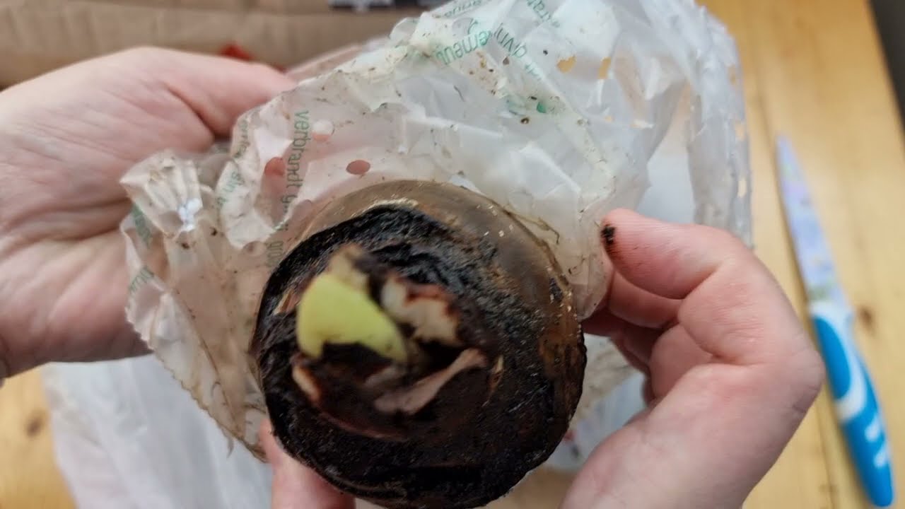 обзор покупок спонтанно перерастает в чистку луковицы гиппеаструма