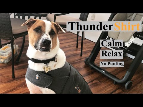 thundershirt petsmart