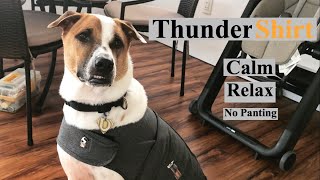 ThunderShirt For Dog  Before & After  TGK/00110