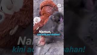 Kabar Bahagia! Punch si Bayi Monyet Viral Kini Sudah Punya Teman