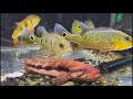 Top 5 Gorgeous Monster Aquarium Cichlids | Beautiful Giant Cichlid Tank