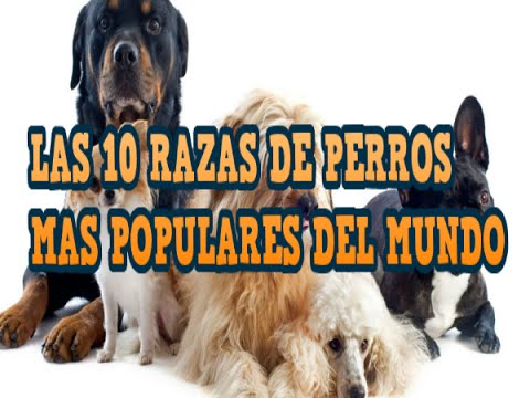 Video: Las 10 razas de perros más populares de 2016