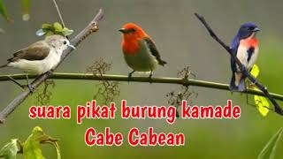 Download Lagu suara pikat burung cabe-cabean/kamade MP3 Download Lagu suara pikat burung cabe-cabean/kamade MP3