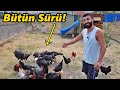 Bütün hayvanlar Burda!/Jileti de Saldım!#Tavuk#Horoz#civciv#kümes#hindi